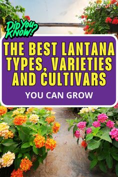 Lantana Varieties Propagate Lantana, Lantana Flower, Lantana Plant, Flowering Plants, Types Of Flowers, Beautiful Tree, Container Gardening, Colorful Flowers, Planting Flowers