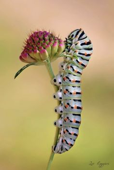 Colorful Caterpillar, Caterpillar Painting, Caterpillar Aesthetic, Caterpillar Photography, Caterpillar Pictures, Crazy Caterpillars, Caterpillar Art, Caterpillar Eating Leaves