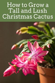 a potted plant with pink flowers in it and the words how to grow a tall and lush christmas cactus