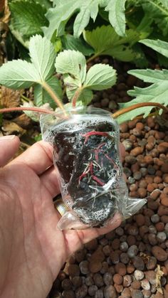 a hand holding up a plastic bag filled with dirt and plants in the background,