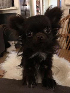 a small black dog sitting on top of a chair