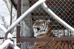 a tiger is sitting in the caged area and looking at something behind its head