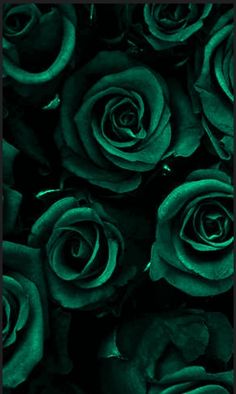 many green roses are shown in this close up photo with the dark background and black border