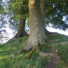 two large trees standing on top of a lush green hillside next to a tree trunk