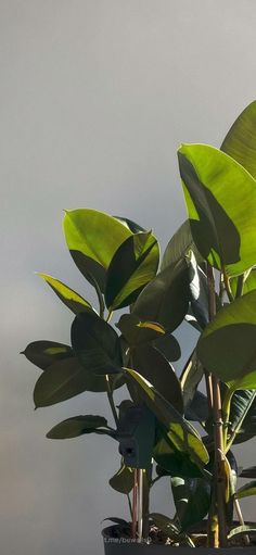 a potted plant with large green leaves on it's top and sky in the background