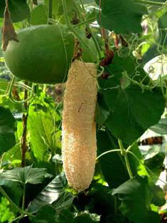 an unripe cucumber hanging from a tree