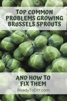 brussel sprouts with the words top common problems growing brussels sprouts and how to fix them