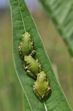 three green frogs sitting on top of a leaf in the middle of a plant's leaves