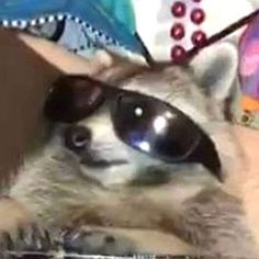 a raccoon wearing sunglasses on top of it's head