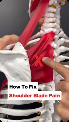 Dr. Joe Damiani - TMJ, Head & Neck Specialist on Instagram: "Comment the word ‘Headaches’ on this post if you need help getting rid of them, and I’ll help you out!

Do you experience shoulder blade pain that just won’t go away?  You’ve tried stretching it, massaging it and fixing your posture but it keeps coming back?  Plus you get headaches and it seems like it’s all connected? (Well you’re probably right!)

You see when we have improper shoulder blade function, the muscles that connect it to the spine have to overwork and those muscles tug on the neck which can cause headaches!

PLUS, if your upper back and rib head joint are stiff… then the muscles (rhomboids, levant scapulae and upper trapezius have to work even more). SO to fix the situation we have to:

1.) Release the muscles to put Stretching Neck And Shoulders, How To Stretch Shoulder Blades, Muscles Of Head And Neck, Sore Neck And Shoulders Stretching, Shoulder Blade Pain, Neck Exercise, Body Aches, Neck And Shoulder Muscles, Fix Your Posture