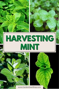 several different types of herbs with the words harvesting mint