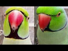 two green birds with red beaks standing next to each other