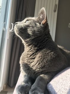 a gray cat sitting on top of a couch next to a sliding glass door and looking up at the sky