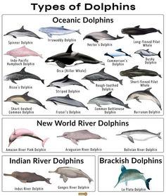 different types of dolphins are shown in this chart, which shows them's names