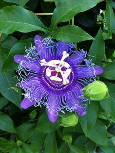 a purple flower with white stamens and green leaves