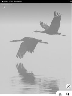 Gray Morning, Crane Drawing, Vogel Silhouette, Morning Landscape, Foto Macro, Sandhill Cranes, Animal Tattoo Ideas, Yellowstone River