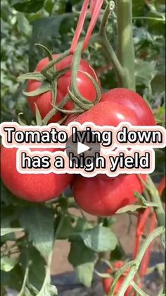 tomatoes growing on a vine with the words tomato living down has a high yield