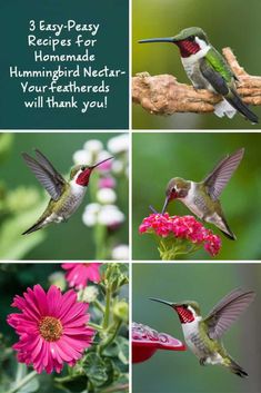 hummingbirds feeding on flowers with the caption 3 easy - pray recipes for homemade hummingbird nectars