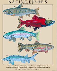 four different types of fish are shown in this poster, with the names and description