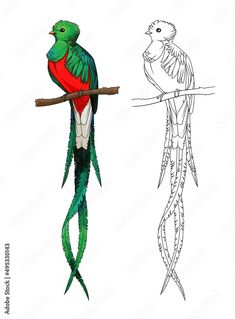 quetzal, bird, vector, green, line drawing, long tail, parrot, animal, macaw, illustration, tropical, nature, long, beak, pet, feather, ara, cartoon, parakeet, color, wild, wildlife, pets, yellow, colorful, exotic, branch, zoo, animals, wing, badge, vintage, symbol, sign, decoration, coloring book, tail, red, sitting, tree, white background, line artwork, black and white Guatemala Bird Drawing, Quetzal Bird Art, Quetzal Bird Drawing, Quetzal Drawing, El Salvador Art, Mesoamerican Art, Americana Tattoo