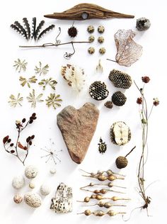 various plants and rocks arranged on a white surface with one rock surrounded by other items