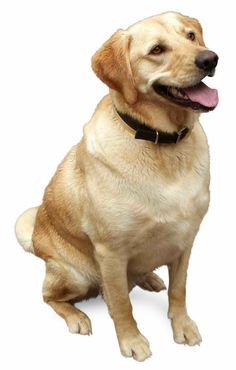 a brown dog sitting down with its tongue out