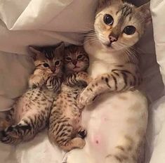 three kittens are laying on top of each other in the same position, with one looking at the camera