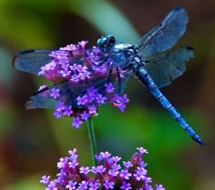 a blue dragonfly sitting on top of a purple flower