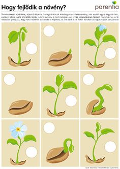 an image of how many plants grow from seed to flower in different stages of development