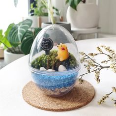 Event Booth - Egg Moss Terrarium - Make Your Own Terrarium Workshop, Event Booth, Moss Terrarium, Wedding Family, Family Day, Craft Fair, Retail Shop, Craft Fairs, Party Wedding