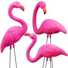 three pink flamingos standing next to each other