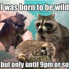 two raccoons and one cat are on top of a post with the caption, i was born to be wild but only until 9pm or so