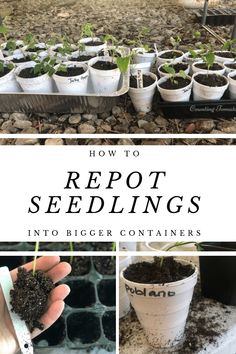 how to reppost seedlings into bigger containers