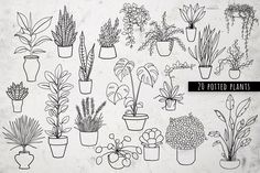 a bunch of potted plants that are drawn in black ink on a white background