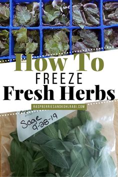 "Learn how to freeze fresh herbs the right way! Save time, reduce waste, and enjoy garden-fresh flavors in your cooking all year round with these easy freezing techniques. Freeze Fresh Herbs, Freezing Fresh Herbs, Rosemary Roasted Chicken, Lemon Quinoa, Cooking With Fresh Herbs, Freezing Herbs, Meat Birds, Cilantro Lime Rice, Freezer Burn