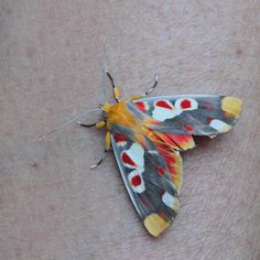 a close up of a moth on someone's arm