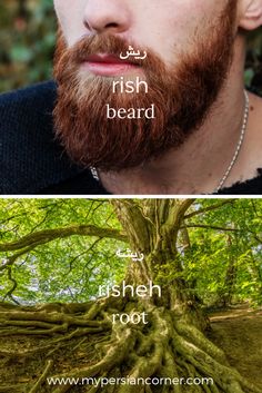 two pictures with different trees and the words irish beard on one photo, and an image of