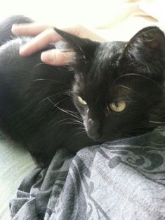 a person petting a black cat laying on top of a bed next to a blanket