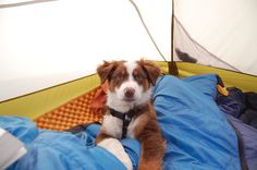 a brown and white dog laying on top of a blue blanket next to a tent