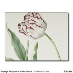 a white and red tulip with green leaves in the foreground, on a white background