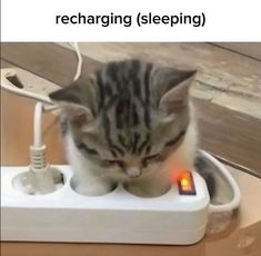 a small kitten is playing with an electrical device