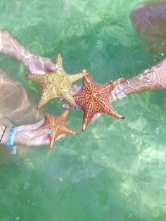 three starfishs being held by two people in the water