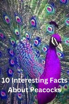 a purple peacock with the words 10 interesting fact about peacocks