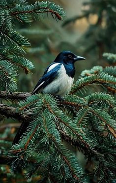 a black and white bird sitting on top of a pine tree branch in the forest