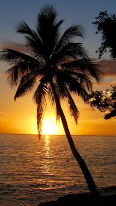 a palm tree is silhouetted against the setting sun on an ocean front beachfront