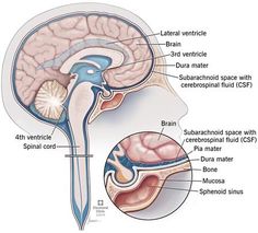 the structure of the human brain and its major structures, including the cerebratorys