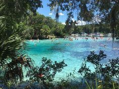 many people are swimming in the blue lagoon at disney's animal kingdom, florida