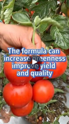 someone is picking tomatoes from the plant with their hands and text that reads, the formula can increase greenhouseness improve yield and quality