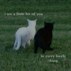 two black and white cats standing on top of a grass covered field with the caption, i see a little bit of you in every lovely thing