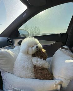 a white poodle sitting in the back seat of a car holding a stuffed animal